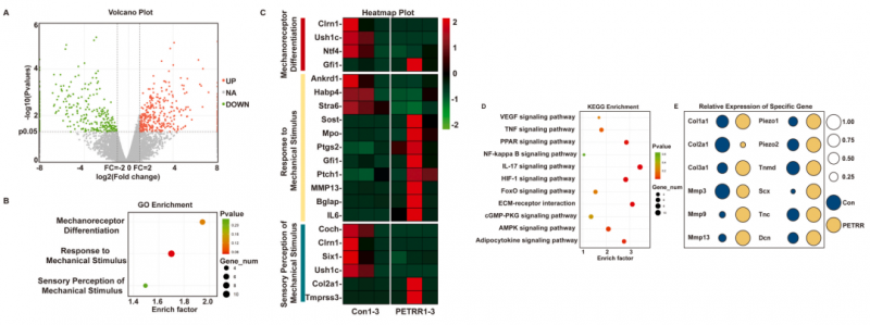 mRNA-seq 项目文章分析图 7