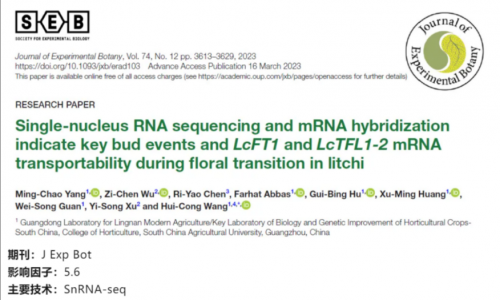 文献解读 | 单细胞核 RNA 测序和 mRNA 杂交表明了荔枝在花转化过程中关键芽事件以及 LcFT1 和 LcTFL1-2mRNA 的可转运性