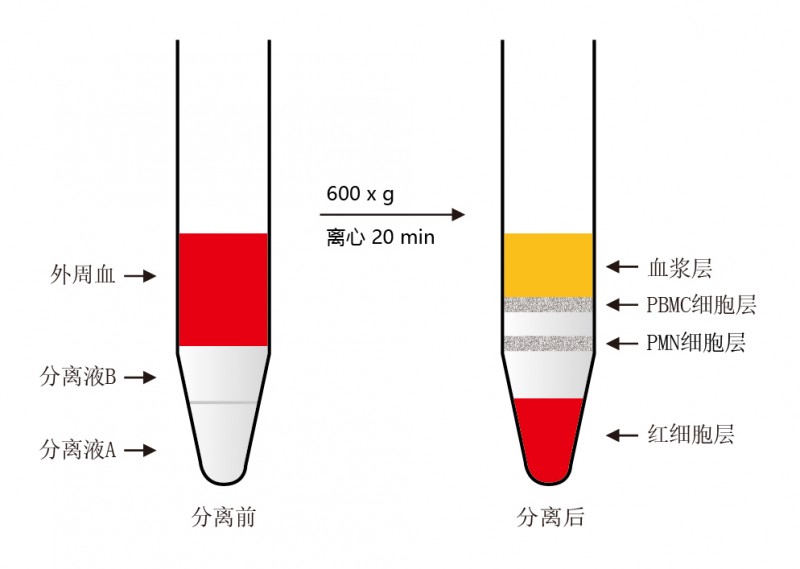 伯优®人外周血PMN(多形核粒细胞)分离试剂盒-单页-02